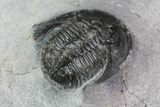 Bargain, Tropidocoryphe Trilobite - Unusual Proetid #83362-4